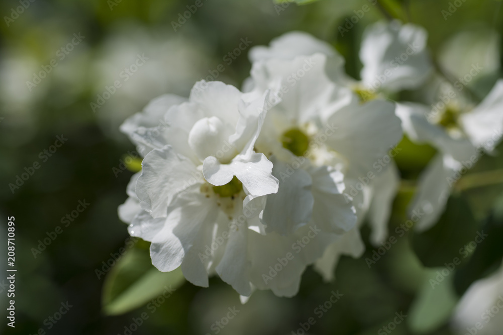 Beautiful white hydrangea flower 