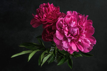 Papier peint photo Pivoines Pivoines magenta sur fond sombre intense  © Vladislav Noseek