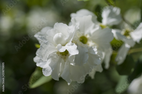 Fototapeta Naklejka Na Ścianę i Meble -  Beautiful white hydrangea flower 