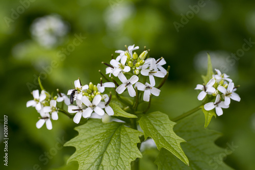 Small white flowers in spring