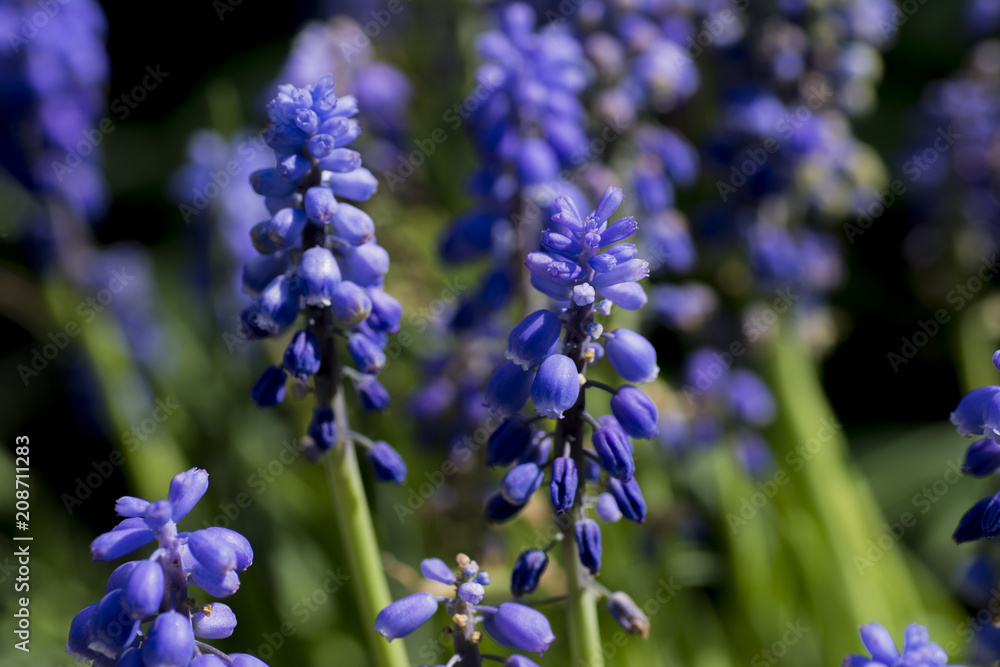 Beautiful close up on hyacinth flower Beautiful close up on hyacinth flower