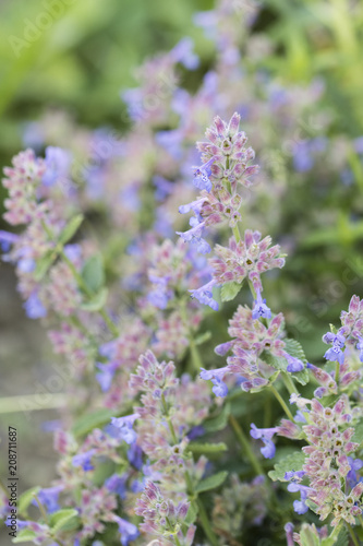 Purple flowers catmint.