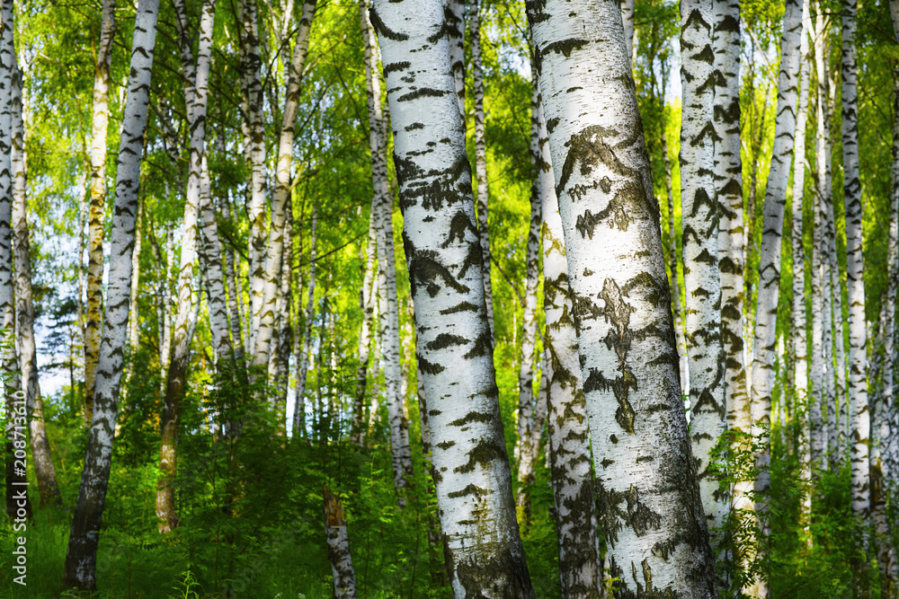 Fototapeta premium summer in sunny birch forest