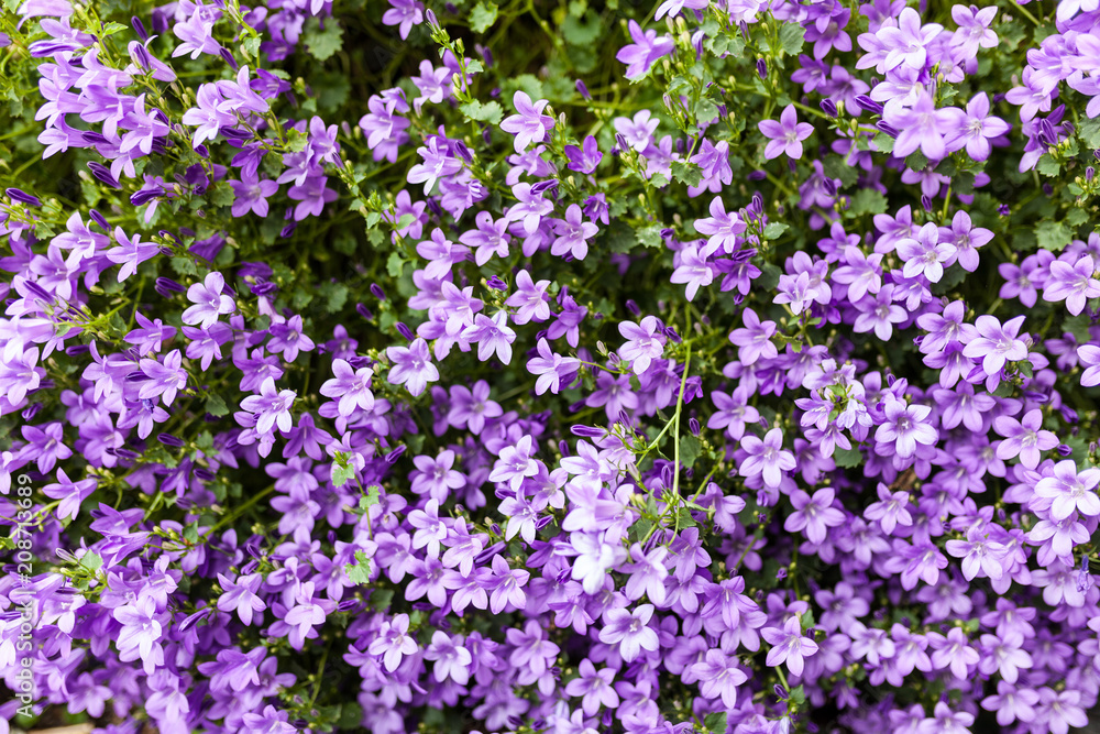 Pink phlox subulata flowers background Pink phlox subulata flowers background
