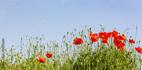Fototapeta Naklejka Na Ścianę i Meble -  Mohnblumen