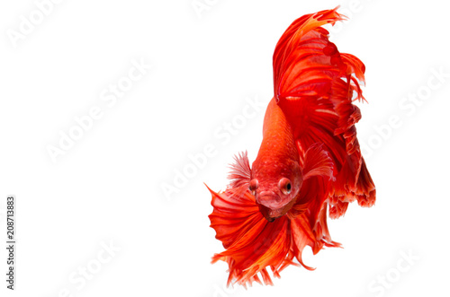 Obraz na płótnie red dragon Siamese fighting fish movement isolated on white background