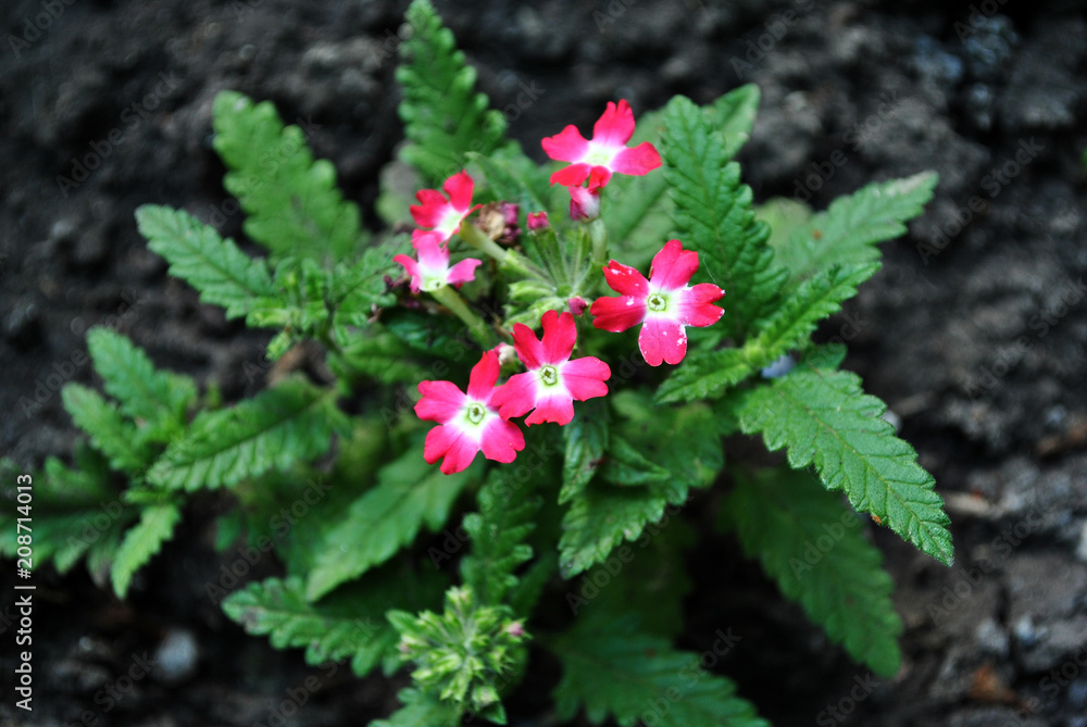 Red and white verbena flowers blooming top view, dark soil and green leaves background Red and white verbena flowers blooming top view, dark soil and green leaves background
