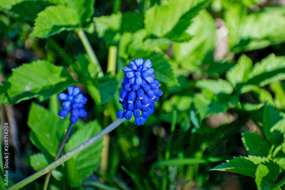 Muscari flowers on the garden. Blue hyacinth with bokeh background. Grape Hyacinth.