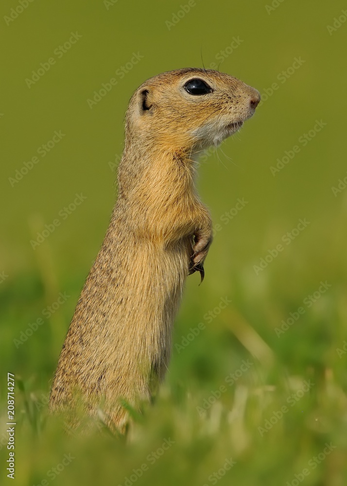 Fototapeta premium European ground squirrel - Spermophilus citellus in the grass, green background