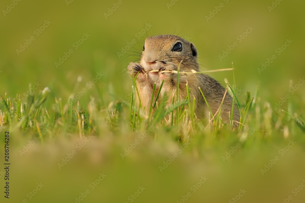 Obraz premium European ground squirrel - Spermophilus citellus in the grass, green background
