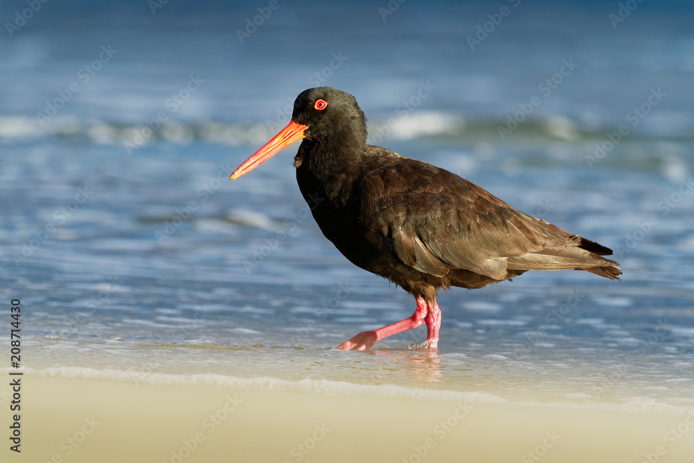Haematopus fuliginosus - Sooty Oystercatcher hunting Haematopus fuliginosus - Sooty Oystercatcher hunting
