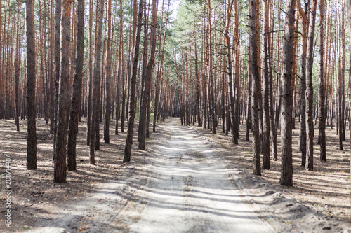 pine forest rural road © Andrii