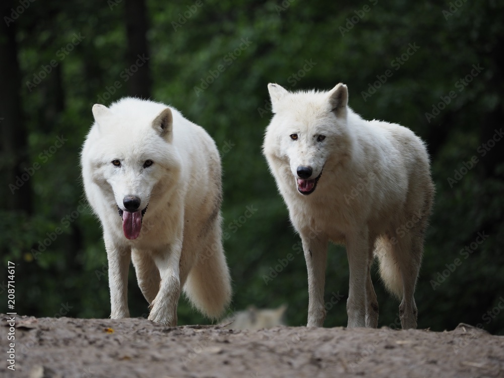 Arctic Wolf (Canis lupus arctos), Two wolfs, Pair, Green background Arctic Wolf (Canis lupus arctos), Two wolfs, Pair, Green background