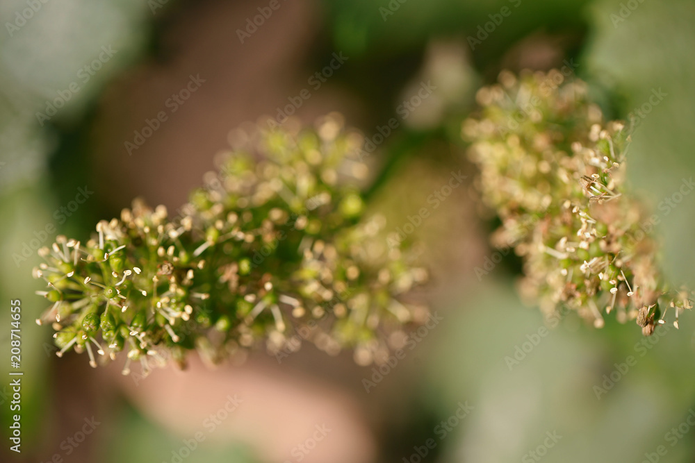 Closeup shot os grape flowers and young grapes Closeup shot os grape flowers and young grapes