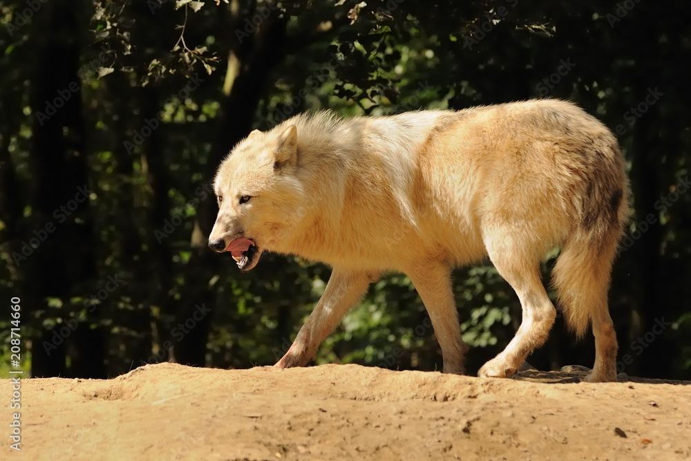 Fototapeta premium Arctic Wolf (Canis lupus arctos), Title picture, Green background