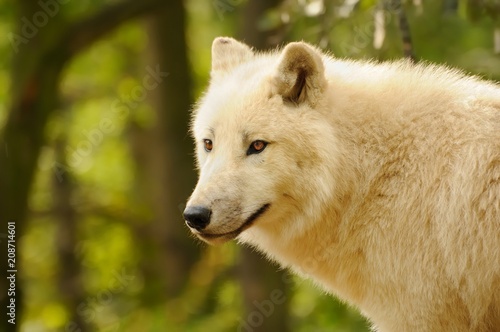 Arctic Wolf  Canis lupus arctos 