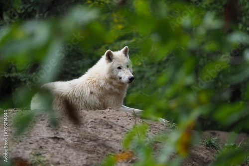 Arctic Wolf (Canis lupus arctos), Title picture, Green background