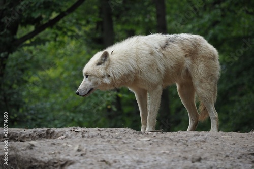 Arctic Wolf (Canis lupus arctos), Title picture, Green background