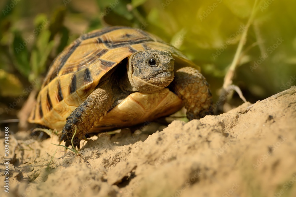 Hermann's Tortoise - Testudo hermanni on the graas in Romania Hermann's Tortoise - Testudo hermanni on the graas in Romania