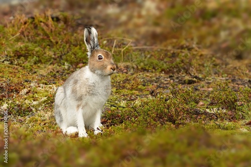 The mountain hare from the north of the Finland photo