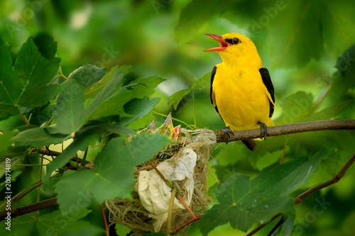Εκτύπωση καμβά Eurasian Golden Oriole (Oriolus oriolus - male) sitting near the nest
