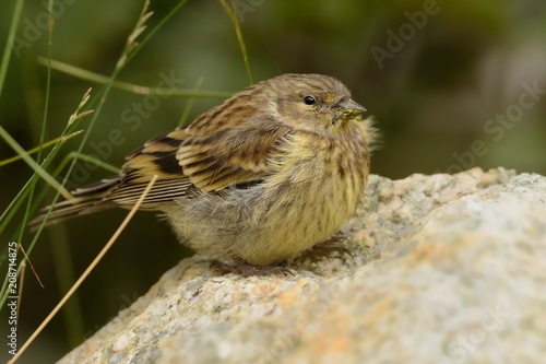 Corsican Finch - Serinus corsicanus photo