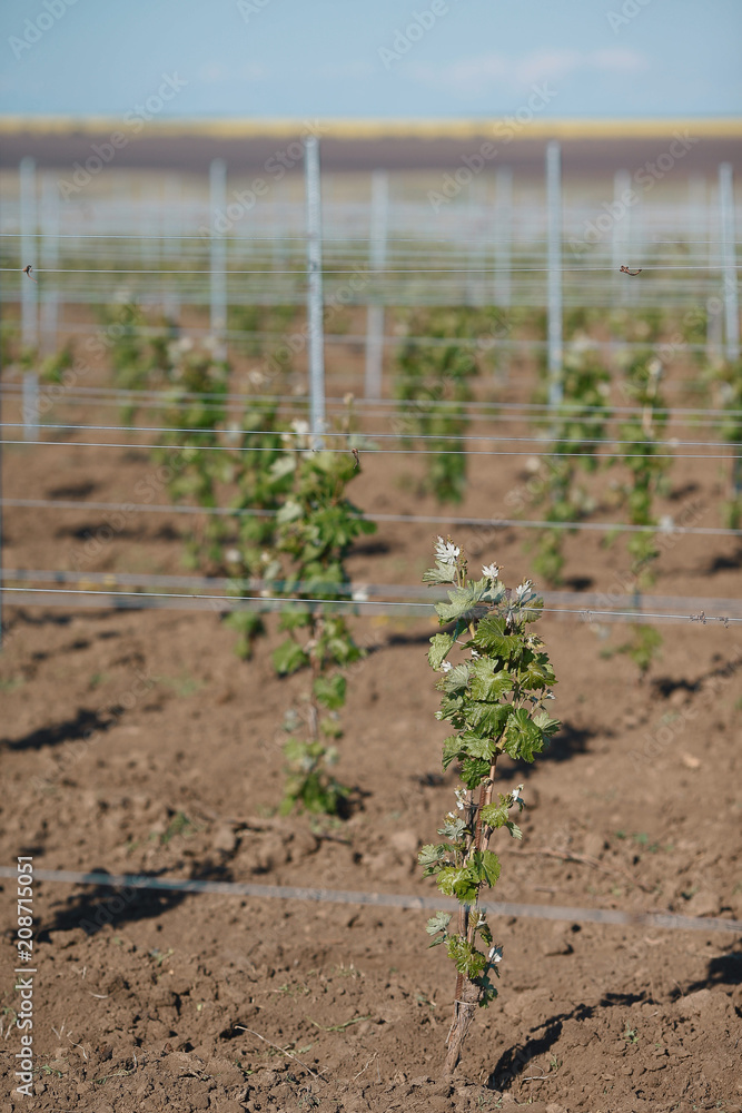 Accurate green vineyard in spring