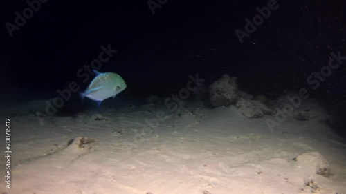 Bluefin trevally - Caranx melampygus swim in the night. Indian Ocean, Maldivess, Asia
 photo