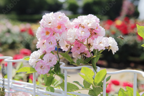 薔薇　ボニー　埼玉県　伊奈町　日本