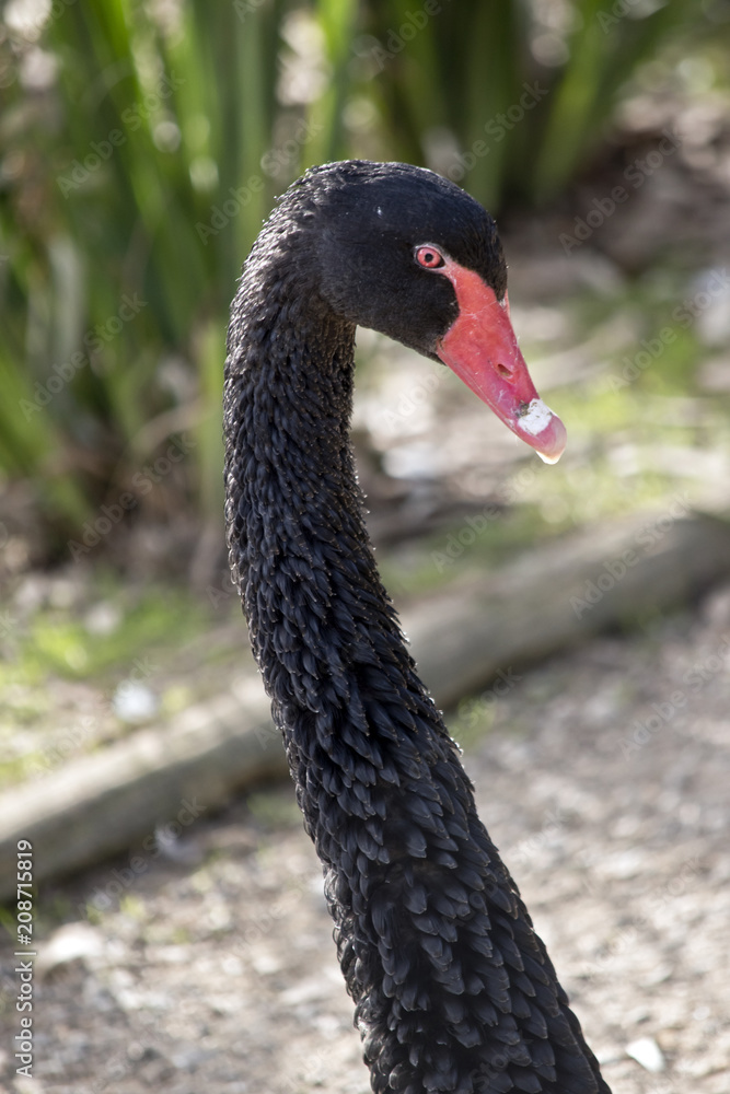 Obraz premium a black swan