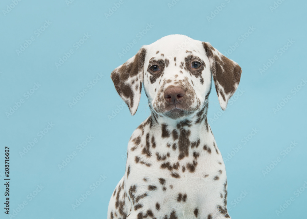 Brown spotted dalmatian puppy portrait on a blue background Brown spotted dalmatian puppy portrait on a blue background