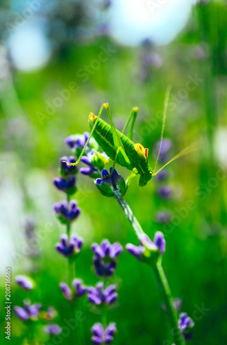 Green grasshopper on the lavender field, macro view, countryside life concept.