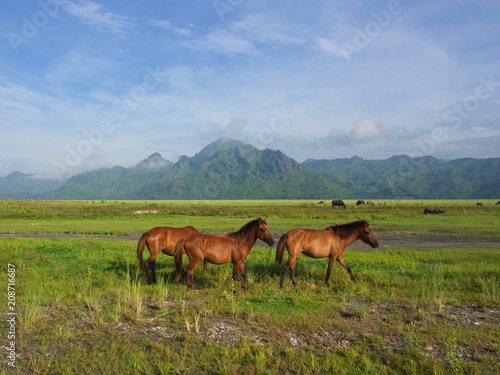 Horses in the field on the way to Pinatubo Volcano. Travel in Clark, Philippines in 2013, 21th July.