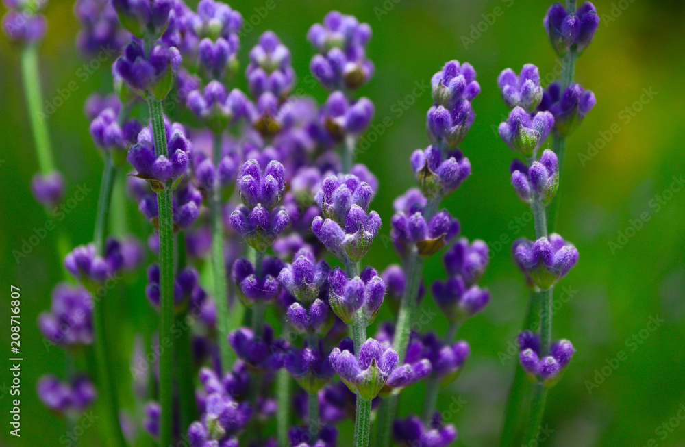 Obraz premium Beautiful violet wild lavender meadow backdrop. A field of purple lavandula herbs blooming in a french provence.