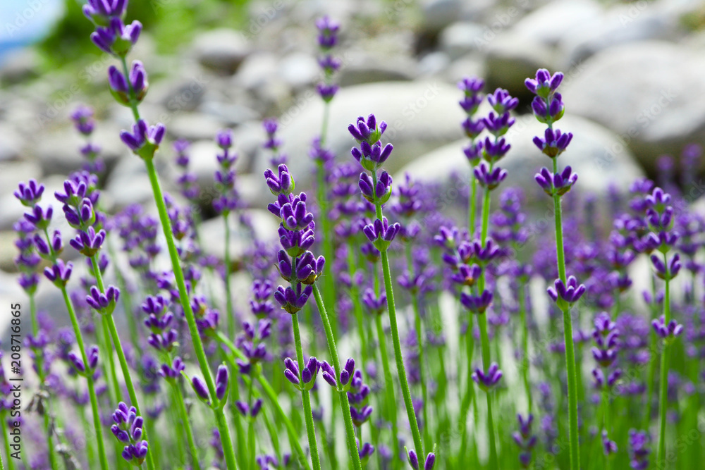 Beautiful violet wild lavender meadow backdrop. A field of purple lavandula herbs blooming in a french provence. Beautiful violet wild lavender meadow backdrop. A field of purple lavandula herbs blooming in a french provence.