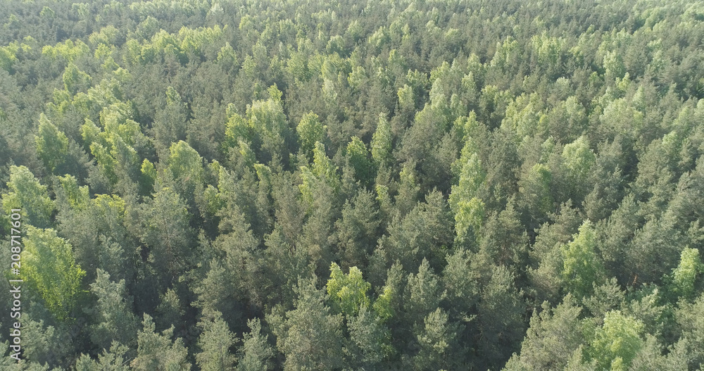 Aerial flight over mixed forest on a sunny summer day Aerial flight over mixed forest on a sunny summer day