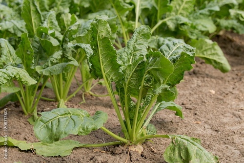 Wallpaper Mural Zuckerrübe Torontodigital.ca