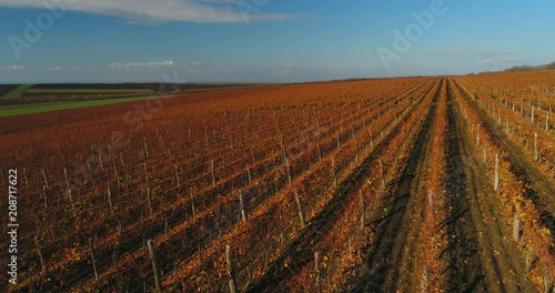 Aerial video of an autumn vineyard