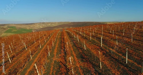 Aerial video of an autumn vineyard