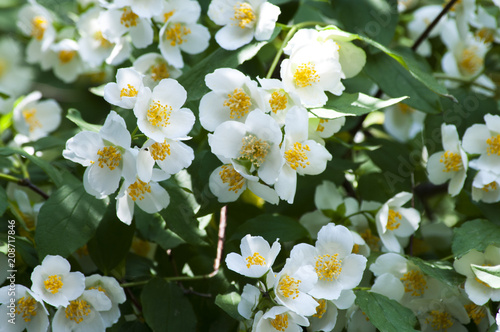 белые цветущие цветы жасмина на дереве