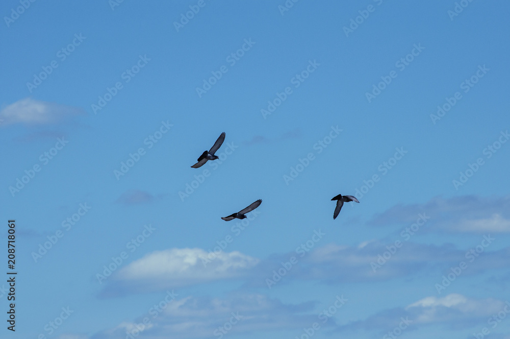 три голубя птицы летящих в синем небе
