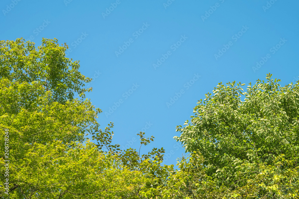 Closeup blue sky with thinly cloud with green tree background with copy space Closeup blue sky with thinly cloud with green tree background with copy space