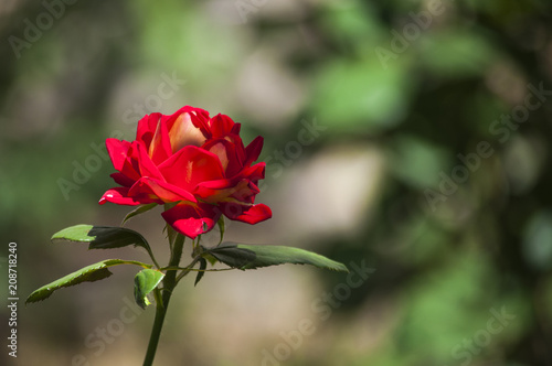 одинокая красная роза красавица