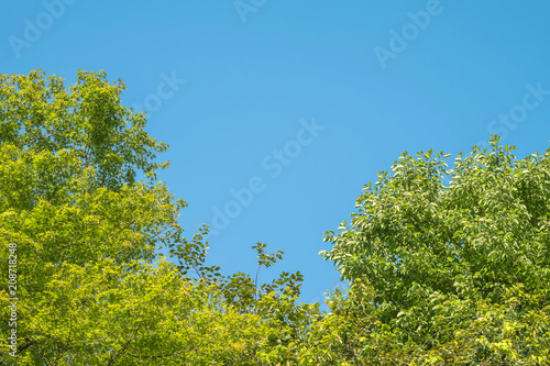 Closeup blue sky with thinly cloud with green tree background with copy space