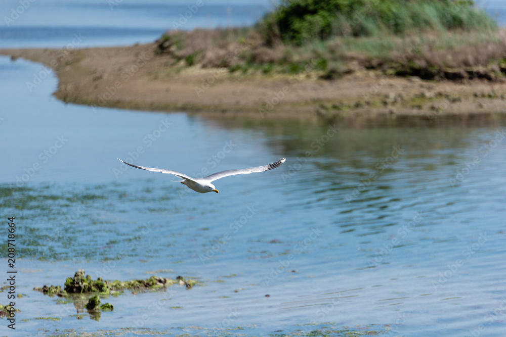 Seagull Seagull