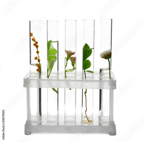 Test tubes with plants in holder on white background