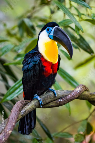 Photo Channel billed toucan