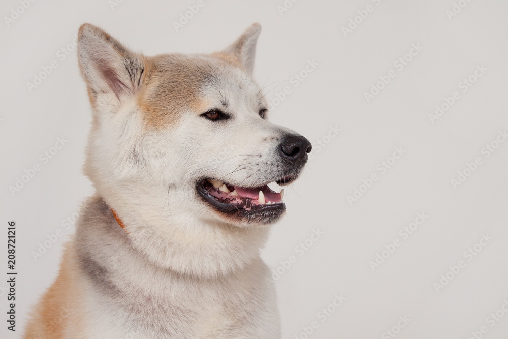 Akita inu close up. Akita ken or japanese akita. Isolated on a gray background. Akita inu close up. Akita ken or japanese akita. Isolated on a gray background.