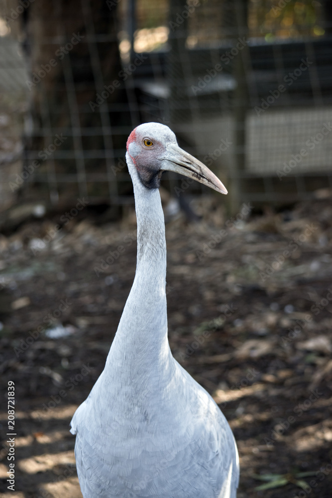 Obraz premium brolga
