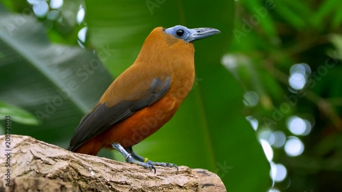 Capuchinbird 